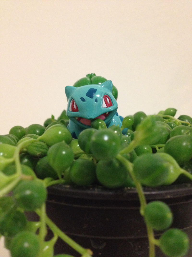 Illustration for article titled Project Bulbasaur Botany: Succulents